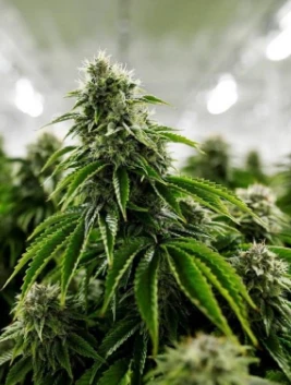 Cannabis (marijuana) och cannabinoider: vad du behöver veta